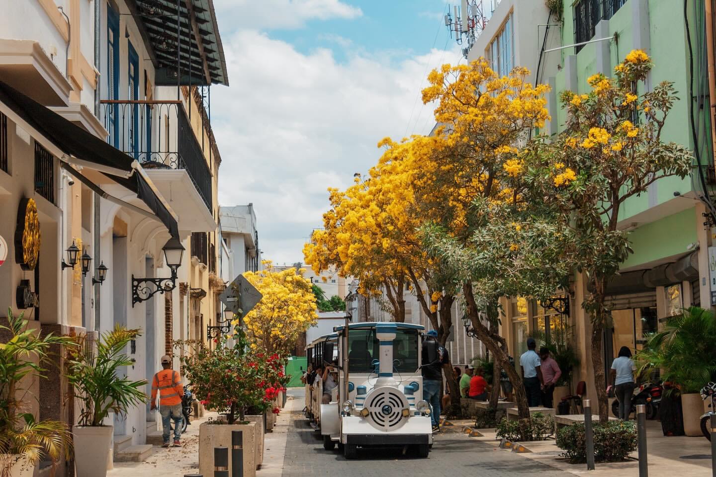Deslumbrante Primavera: Los árboles de robles pintan de amarillo las calles de Santo Domingo