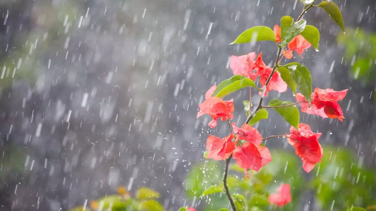 Vaguada continuará generando aguaceros, tormentas eléctricas y ráfagas de viento en las próximas 72 horas sobre el país