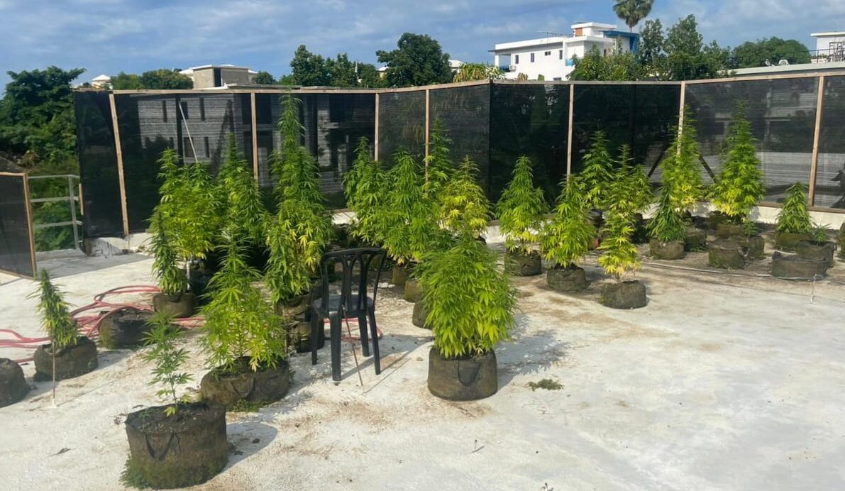Decomisan plantación de presunta marihuana en azotea de vivienda en Puerto Plata