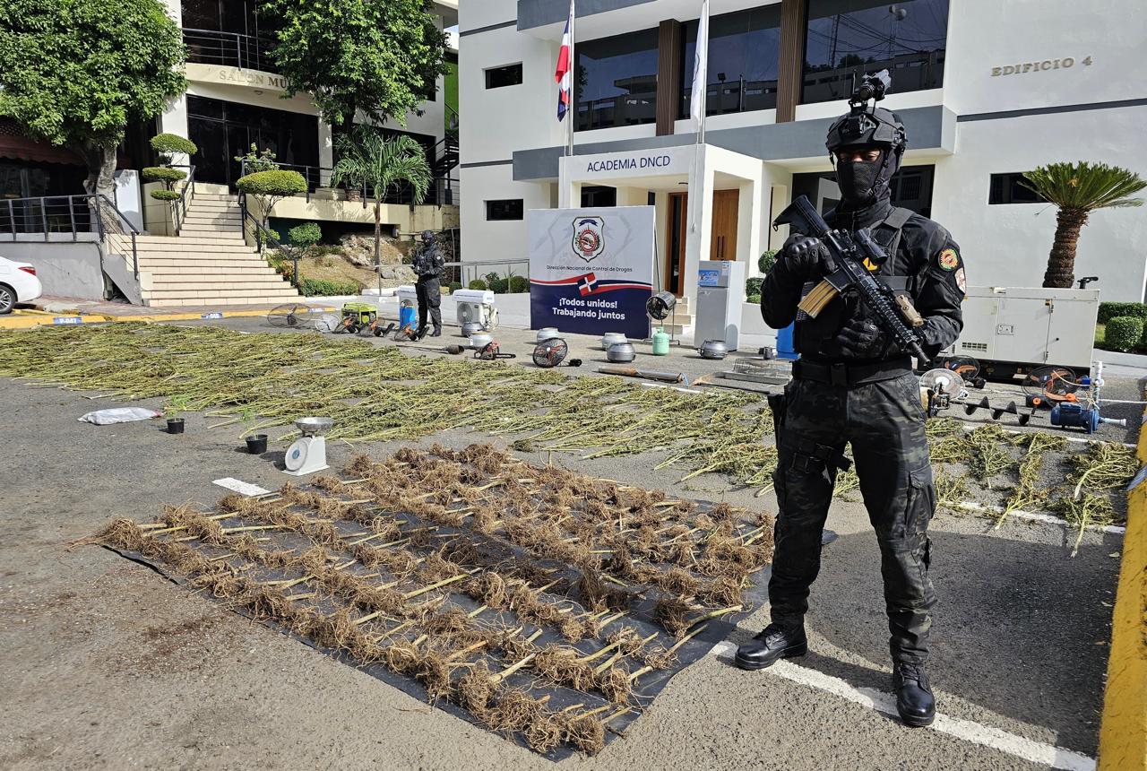 Desmantelan invernadero con plantación de más de 200 matas de marihuana en el municipio de Guerra