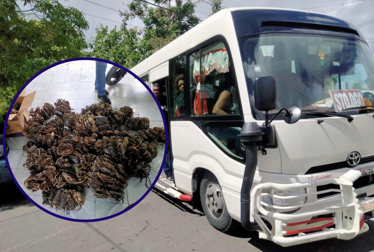 Senpa y Medio Ambiente incautan cargamento de mariscos en veda eran transportados en autobús de pasajeros