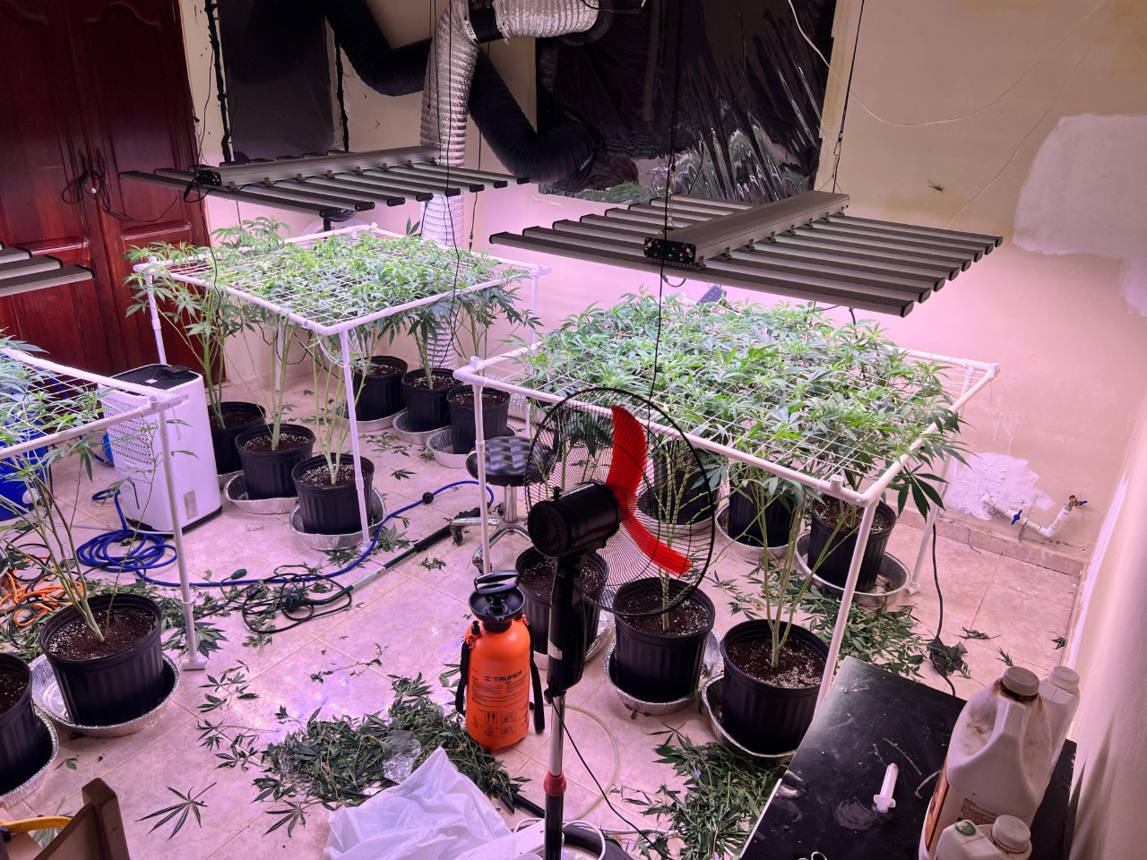 DNCD desmantela invernadero de marihuana en La Vega y arresta a un hombre
