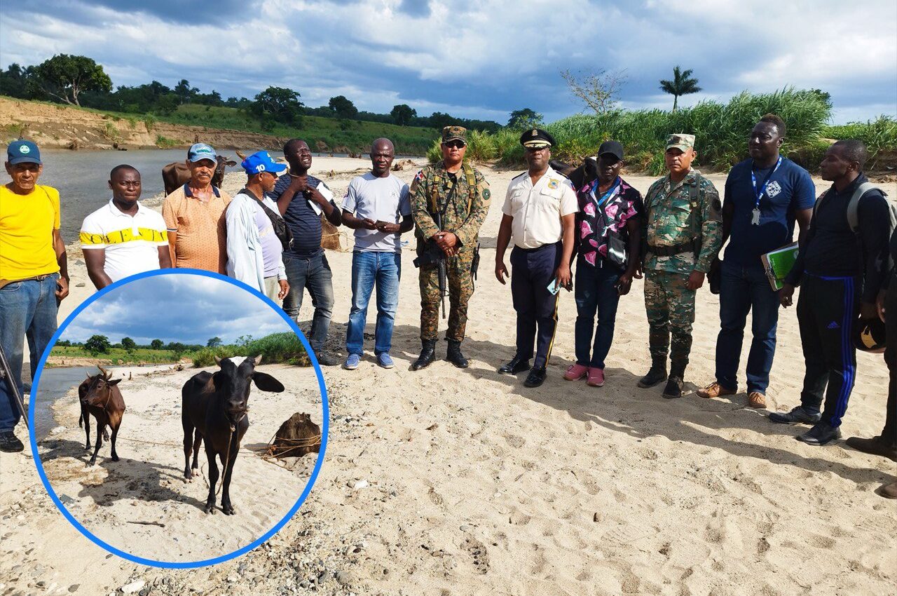 Entregan ganado recuperado a sus propietarios en Dajabón tras reunión con autoridades haitianas