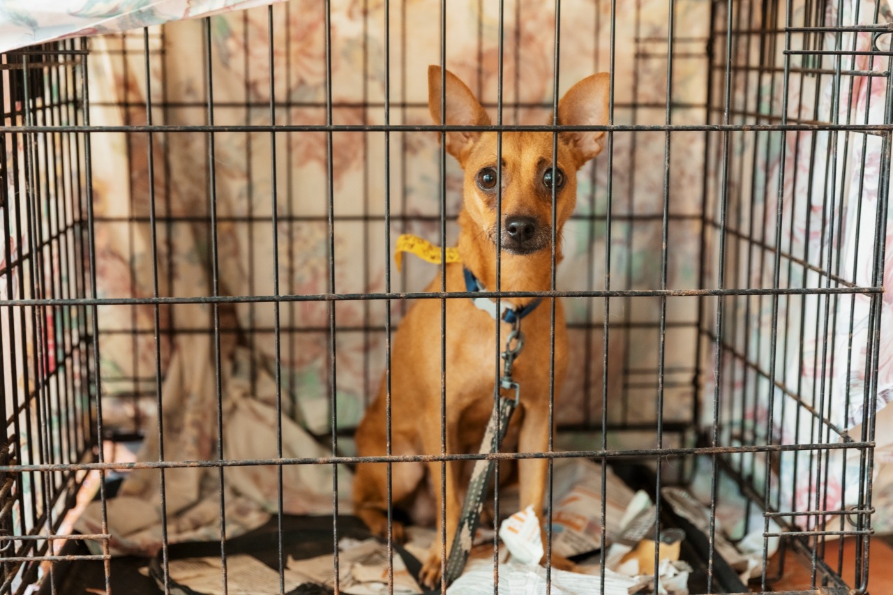 Alcaldía del DN esteriliza a 100 perros y gatos en parque Mirador Sur en jornada de bienestar animal