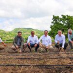 INTABACO inicia Cosecha Tabacalera 2025-2026 con siembra de más de 160 mil tareas