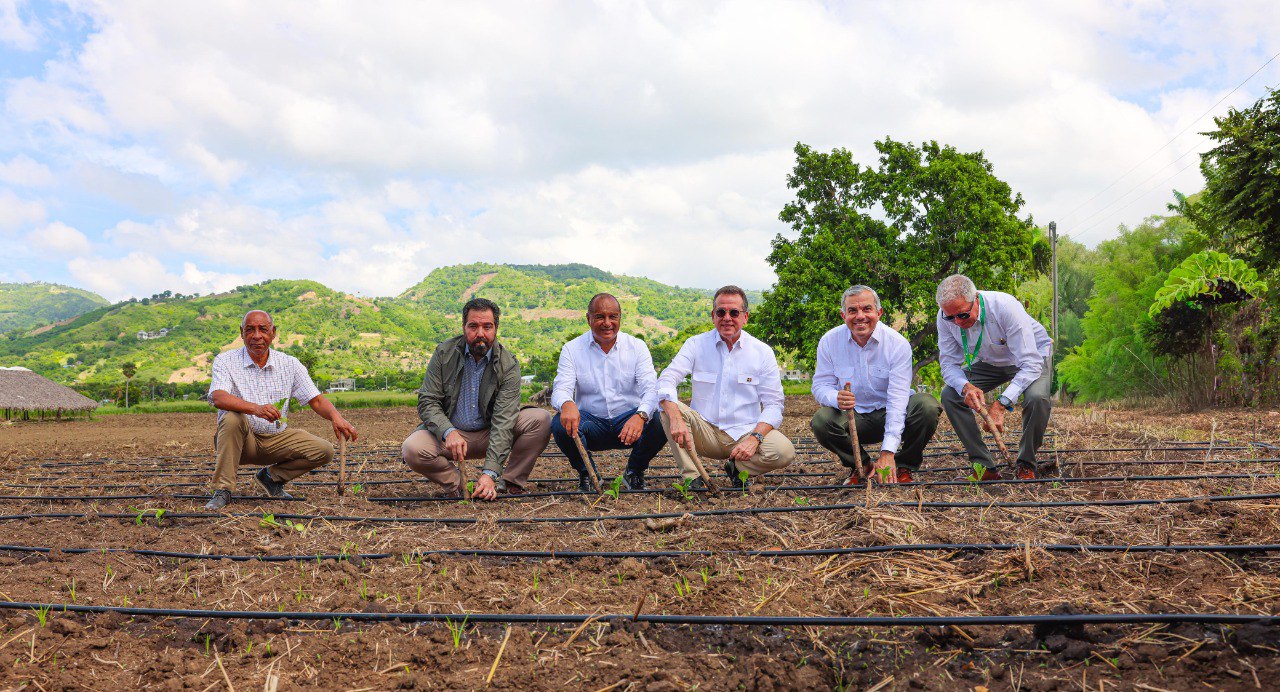 INTABACO inicia Cosecha Tabacalera 2025-2026 con siembra de más de 160 mil tareas