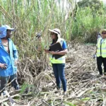 República Dominicana ejecuta la más grande y efectiva ofensiva de erradicación del Trabajo Infantil