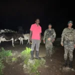 Ejército recupera 18 reses sustraídas en Loma de Cabrera, Dajabón
