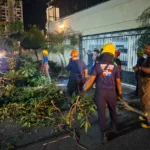 Bomberos y Alcaldía del Distrito Nacional retiran árboles caídos tras fuertes vientos