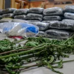 Ocupan más de 600 libras de presunta marihuana en allanamientos simultáneos