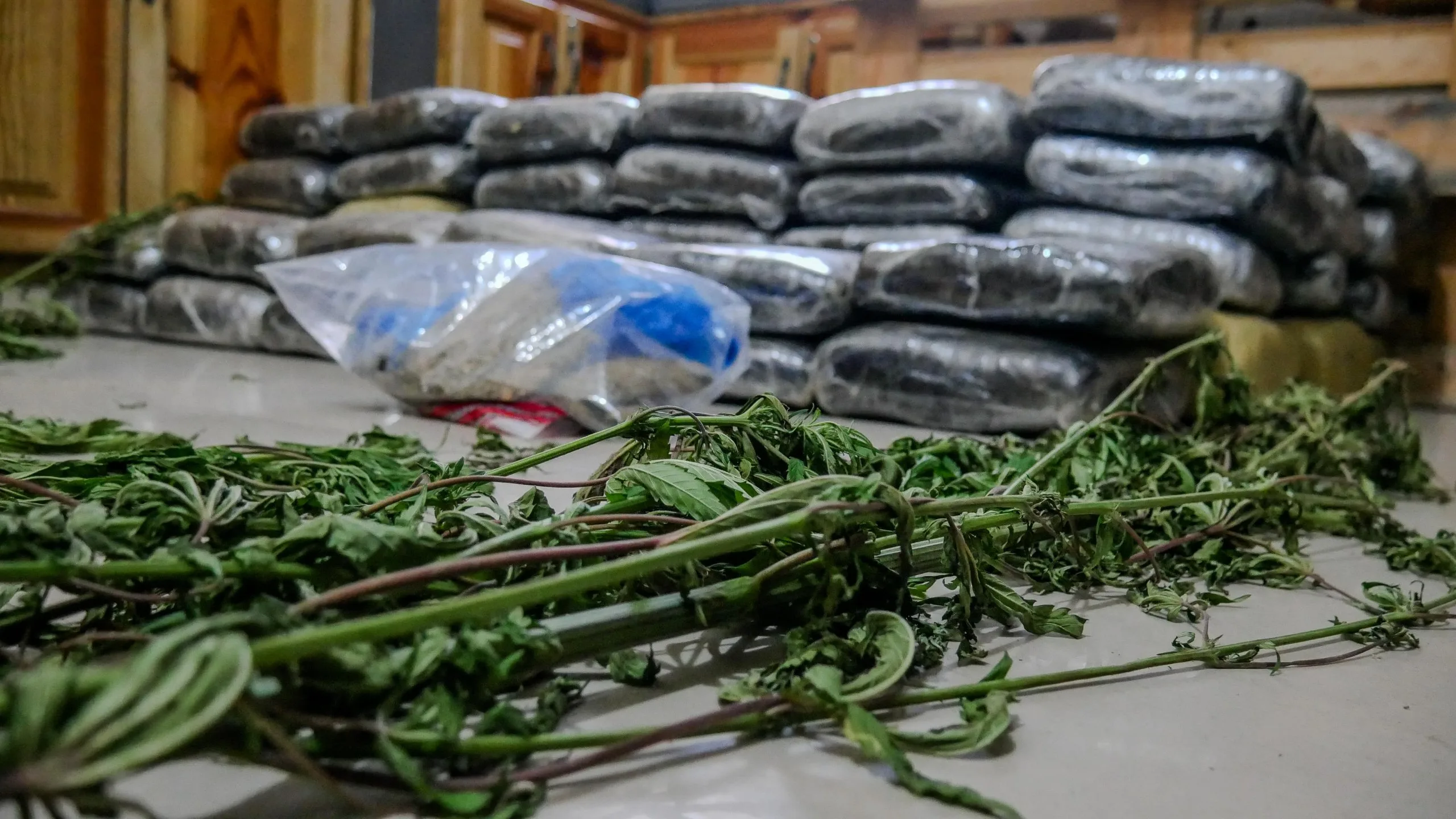 Ocupan más de 600 libras de presunta marihuana en allanamientos simultáneos