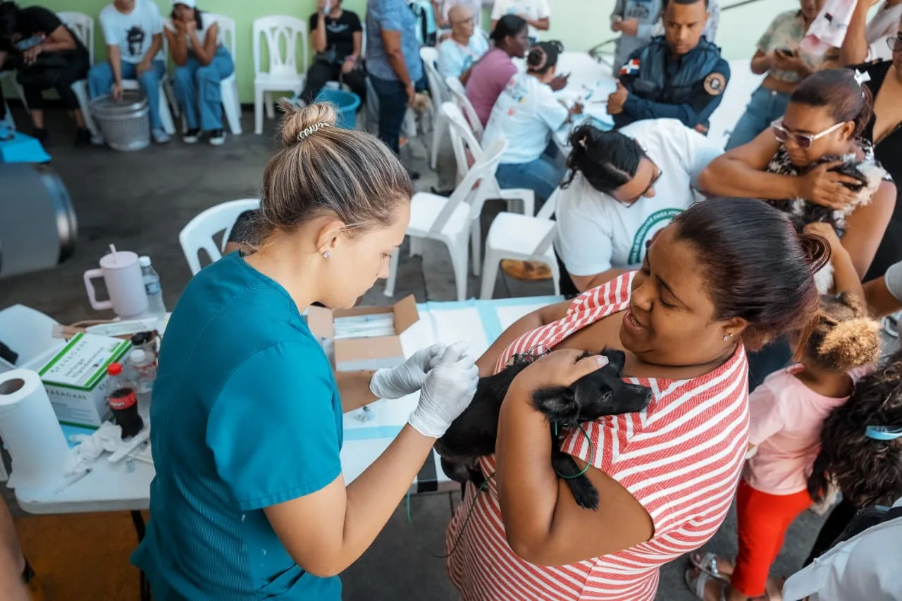 Alcaldía del Distrito Nacional esteriliza a 100 perros y gatos durante jornada de bienestar animal