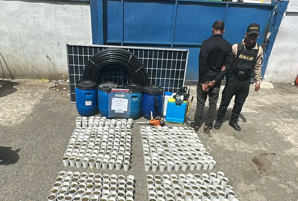DNCD y MP decomisan más de 400 plantas de marihuana en Santo Domingo Oeste