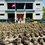 DNCD desmantela en Ocoa otra extensa plantación de marihuana con más de 15 mil plantas