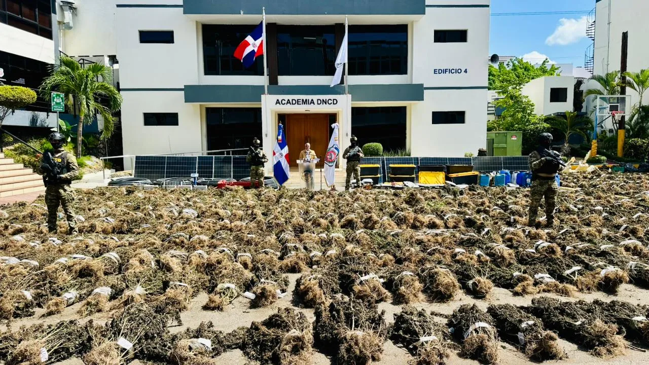 DNCD desmantela en Ocoa otra extensa plantación de marihuana con más de 15 mil plantas