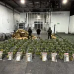 DNCD interviene cargamento de piñas con 121 láminas de presunta cocaína y arresta a un hombre