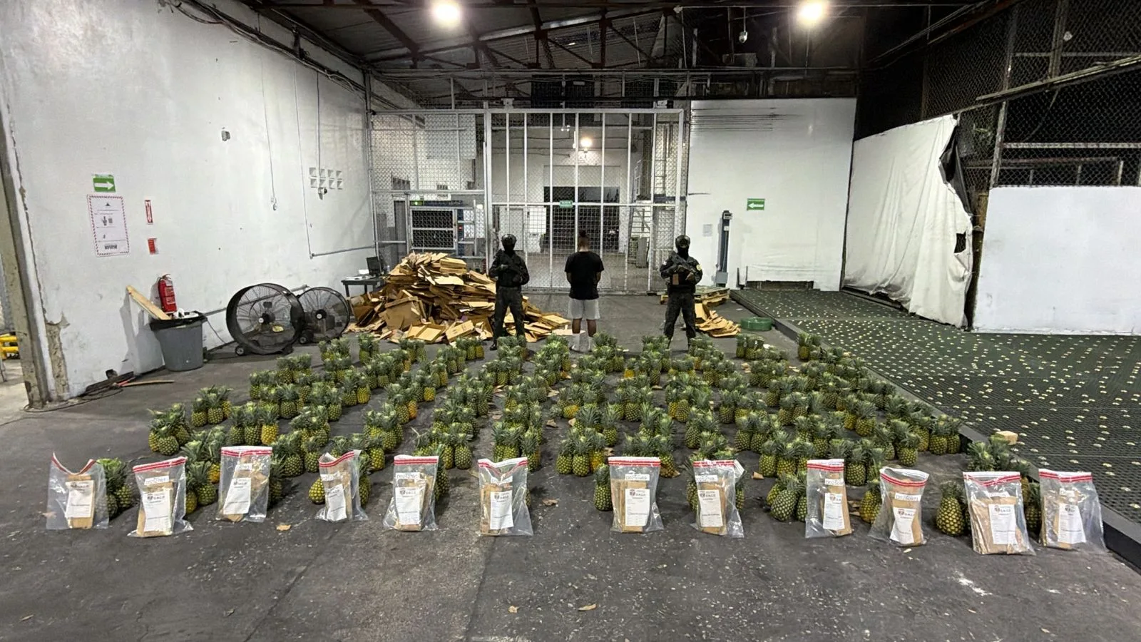 DNCD interviene cargamento de piñas con 121 láminas de presunta cocaína y arresta a un hombre