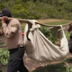 DNCD desmantela gran cultivo de marihuana en lomas de San José de Ocoa; arresta a dos haitianos y un dominicano