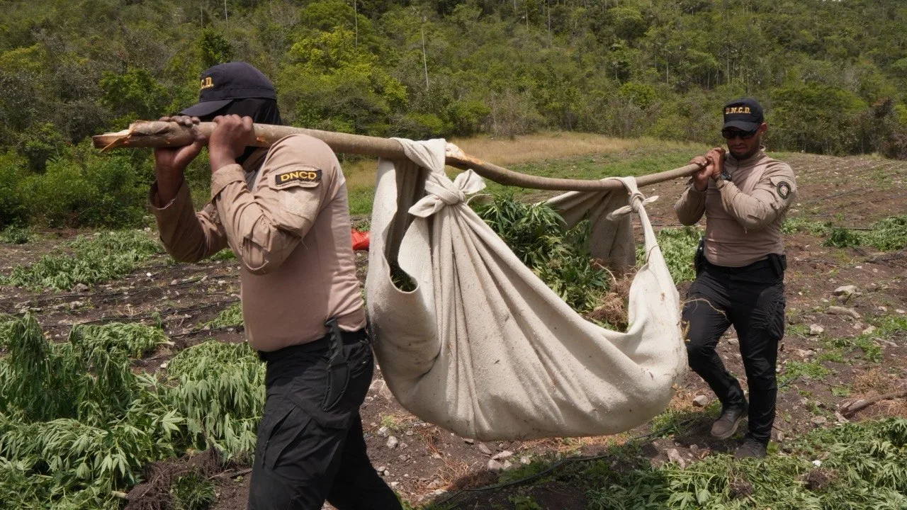 DNCD desmantela gran cultivo de marihuana en lomas de San José de Ocoa; arresta a dos haitianos y un dominicano