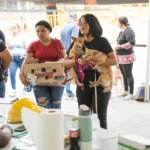 Alcaldía del Distrito Nacional esteriliza 100 perros y gatos durante jornada este fin de semana