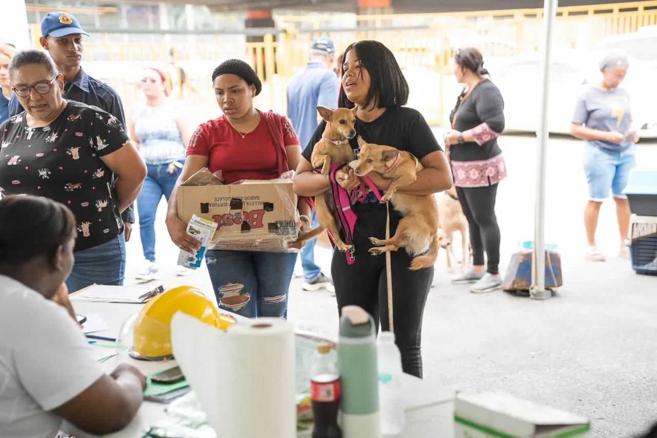 Alcaldía del Distrito Nacional esteriliza 100 perros y gatos durante jornada este fin de semana