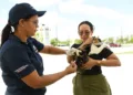 Ministerio de Salud vacuna más de cien perros y gatos durante jornada antirrábica en Ciudad Juan Bosch