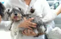 Ministerio de Salud realizará jornada de vacunación para perros y gatos este viernes 21 en Ciudad Juan Bosch