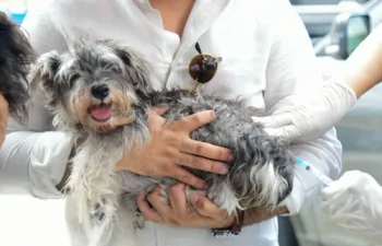 Ministerio de Salud realizará jornada de vacunación para perros y gatos este viernes 21 en Ciudad Juan Bosch