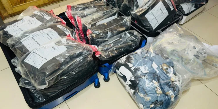 Autoridades incautan 53 paquetes de presunta marihuana en el AILA