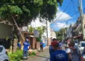 Alcaldía intensifica operativos de poda y limpieza preventiva ante incidencia de aguaceros en la capital